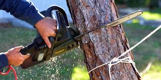 Best Fruit Tree Pruning  in Leander, TX