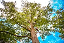 Trusted Leander, TX Tree Services Experts