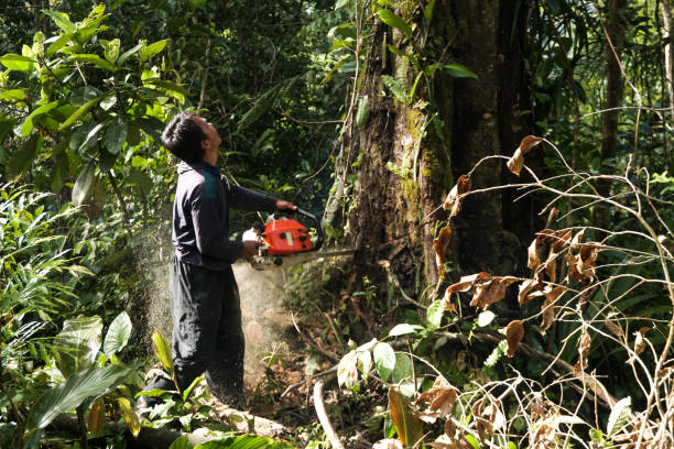 Best Arborist Consultation Services  in Leander, TX