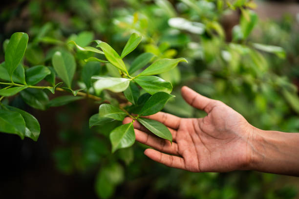How Our Tree Care Process Works  in  Leander, TX