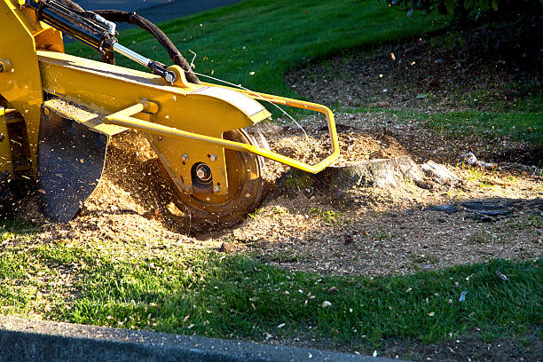 How Our Tree Care Process Works  in  Leander, TX