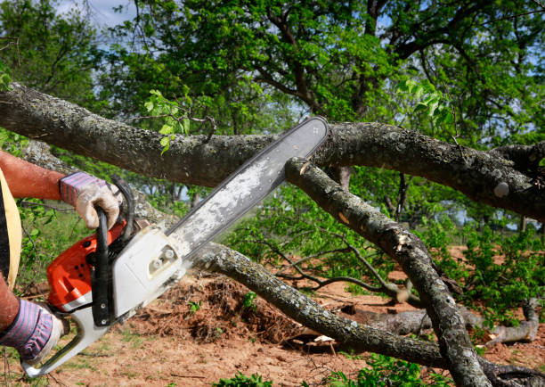 Best Landscape Design and Installation  in Leander, TX