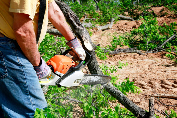 Best Hazardous Tree Removal  in Leander, TX